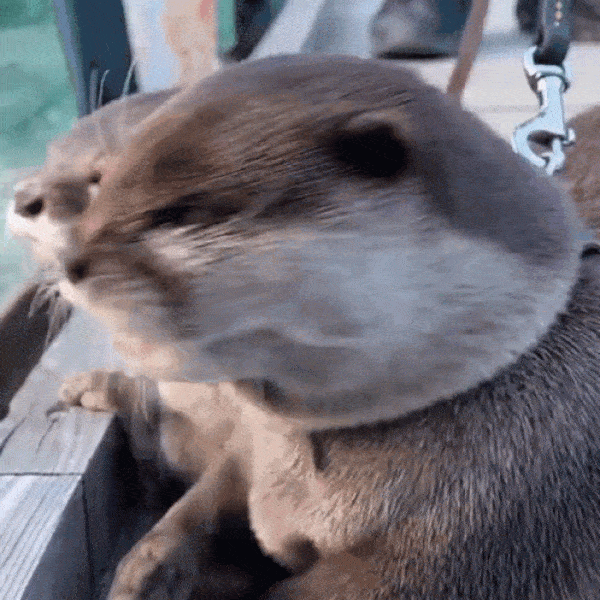 5.gif