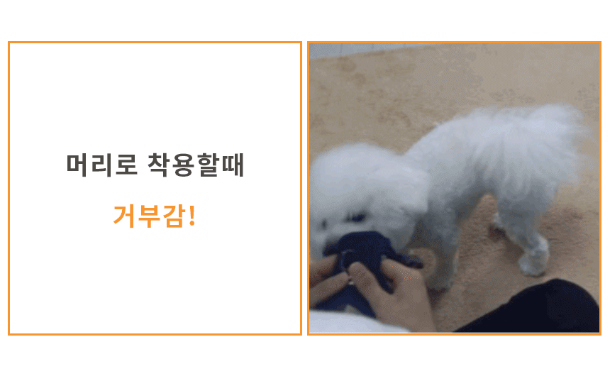 5초하네스-착용거부.gif