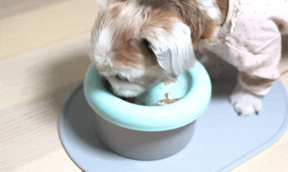 GIF_납작주둥이.gif