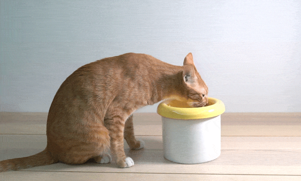 GIF_동키.gif