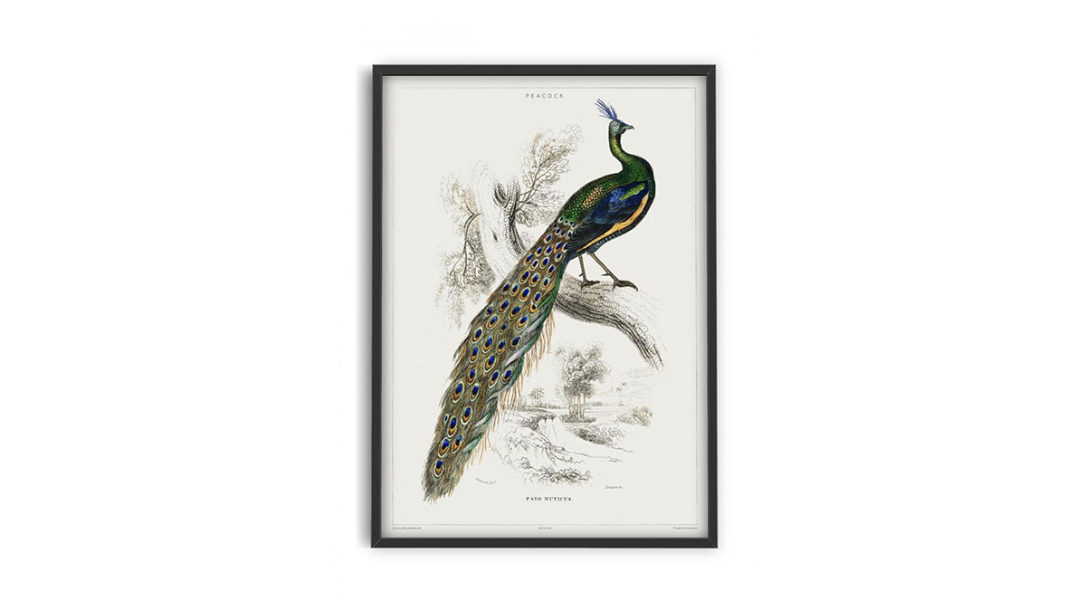 [아트포스터] Vintage Museum, Peacock
