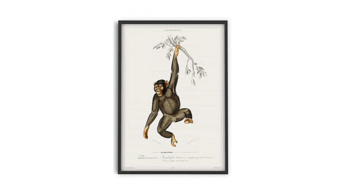 [아트포스터] Vintage Museum, Primate