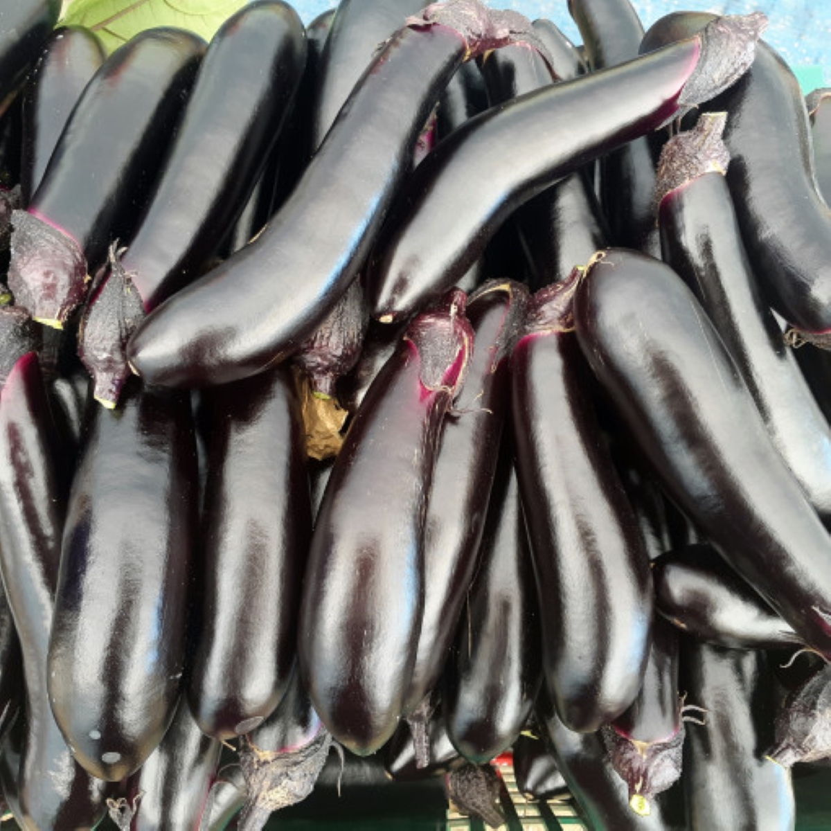 [가지] 당일수확 특품 햇 가지 2Kg 4Kg